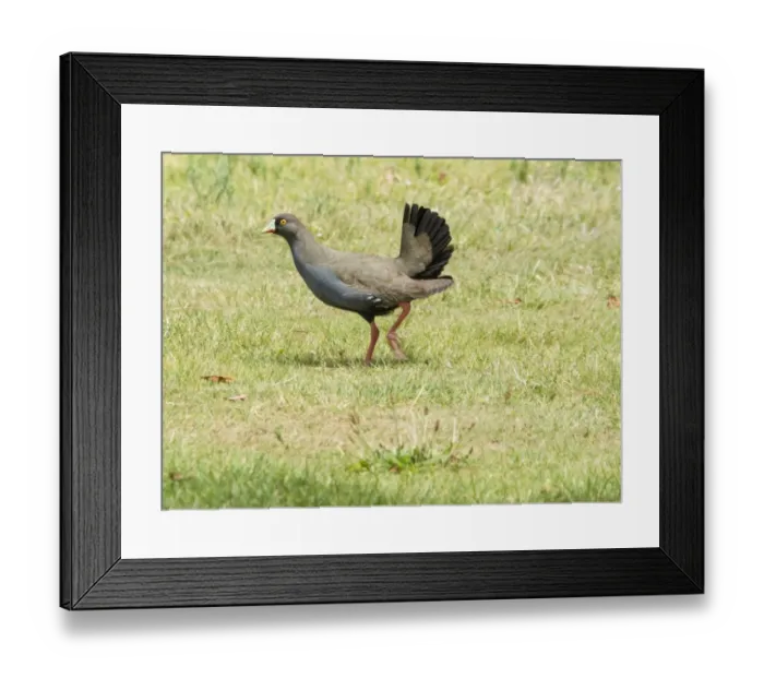 Framed Print : Black-tailed Native-hen (Tribonyx ventralis) adult, walking on grass, Lake Wendouree, Ballarat, Victoria, Australia