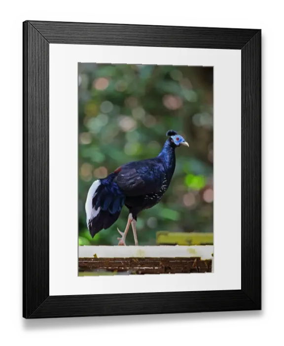 Framed Print : Crested Fireback (Lophura ignita rufa) adult male, walking on boardwalk, Taman Negara N. P Framed Print : Crested Fireback (Lophura ignita rufa) adult male, walking on boardwalk, Taman Negara N. P