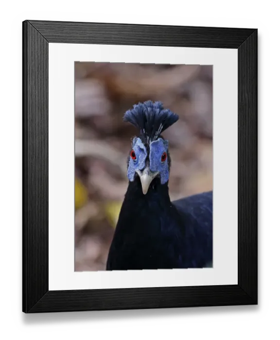 Framed Print : Crested Fireback (Lophura ignita rufa) adult male, close-up of head and neck, Taman Negara N. P Framed Print : Crested Fireback (Lophura ignita rufa) adult male, close-up of head and neck, Taman Negara N. P