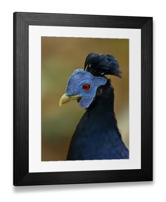 Framed Print : Crested Fireback (Lophura ignita rufa) adult male, close-up of head and neck, Taman Negara N. P Framed Print : Crested Fireback (Lophura ignita rufa) adult male, close-up of head and neck, Taman Negara N. P