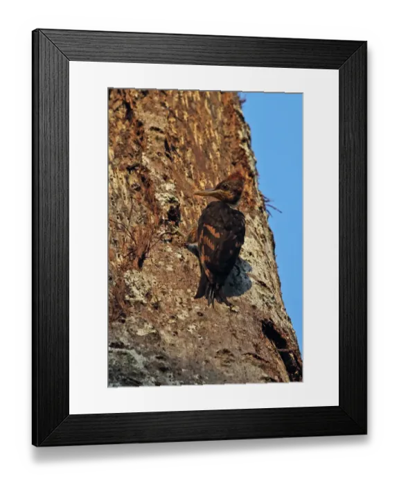 Framed Print : Orange-backed Woodpecker (Reinwardtipicus validus xanthopygius) juvenile, clinging to tree trunk, Taman Negara N. P Framed Print : Orange-backed Woodpecker (Reinwardtipicus validus xanthopygius) juvenile, clinging to tree trunk, Taman Negara N. P