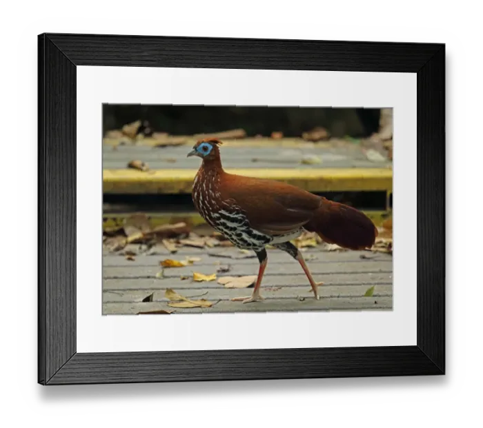 Framed Print : Crested Fireback (Lophura ignita rufa) adult female, walking on boardwalk, Taman Negara N. P Framed Print : Crested Fireback (Lophura ignita rufa) adult female, walking on boardwalk, Taman Negara N. P