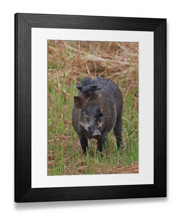 Framed Print : Javan Myna (Acridotheres javanicus) two adults, foraging for parasites on head of Wild Boar (Sus scrofa vittatus)
