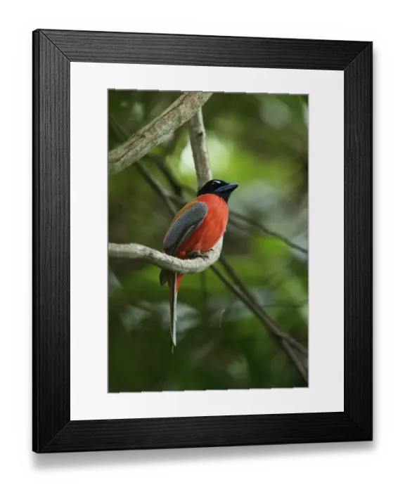 Framed Print : Scarlet-rumped Trogon (Harpactes duvaucelii) adult male, perched on vine stem, Taman Negara N. P Framed Print : Scarlet-rumped Trogon (Harpactes duvaucelii) adult male, perched on vine stem, Taman Negara N. P