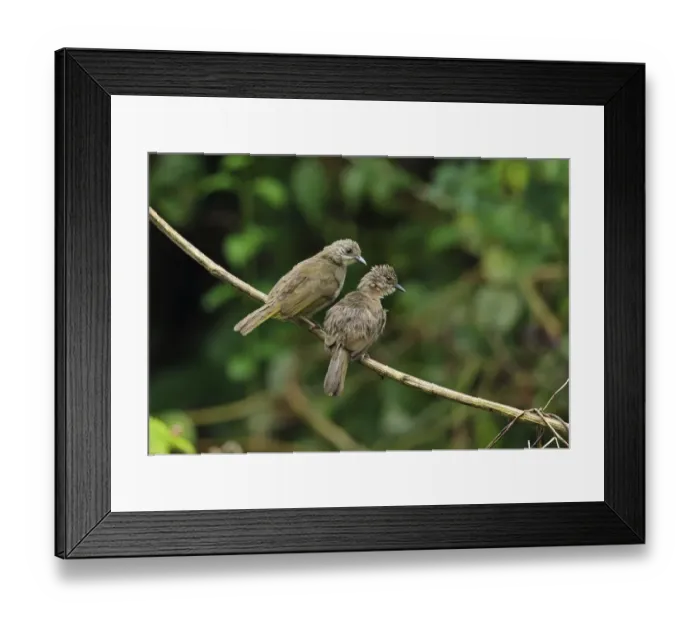 Framed Print : Olive-winged Bulbul (Pycnonotus plumosus plumosus) adult pair, mutual preening, perched on vine stem, Taman Negara N. P Framed Print : Olive-winged Bulbul (Pycnonotus plumosus plumosus) adult pair, mutual preening, perched on vine stem, Taman Negara N. P