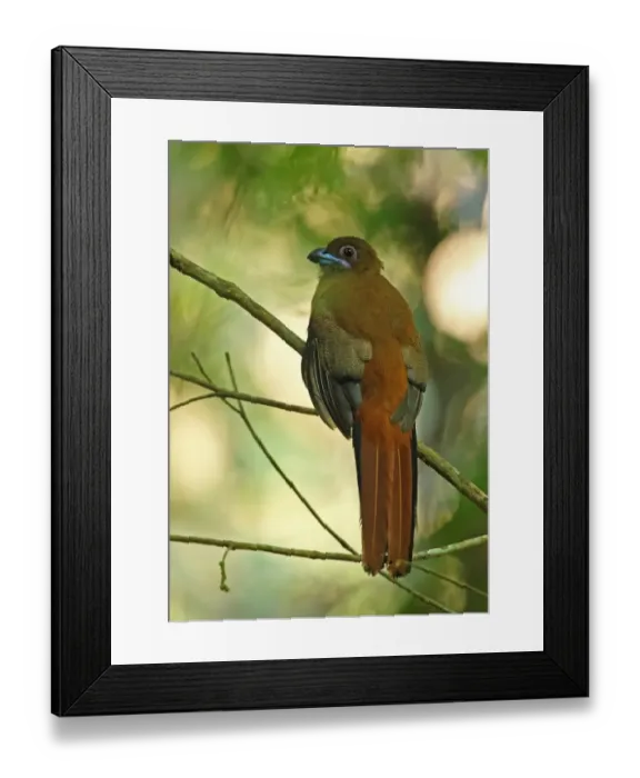 Framed Print : Diards Trogon (Harpactes diardii sumatranus) adult female, perched on twig, Taman Negara N. P Framed Print : Diards Trogon (Harpactes diardii sumatranus) adult female, perched on twig, Taman Negara N. P