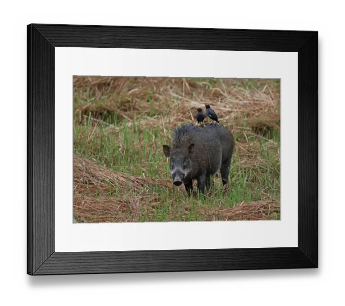 Framed Print : Javan Myna (Acridotheres javanicus) two adults, foraging for parasites on back of Wild Boar (Sus scrofa vittatus) Framed Print : Javan Myna (Acridotheres javanicus) two adults, foraging for parasites on back of Wild Boar (Sus scrofa vittatus)