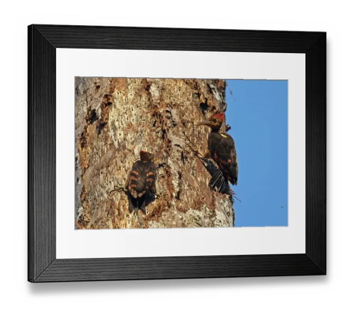 Framed Print : Orange-backed Woodpecker (Reinwardtipicus validus xanthopygius) adult male with juvenile, begging for food Framed Print : Orange-backed Woodpecker (Reinwardtipicus validus xanthopygius) adult male with juvenile, begging for food
