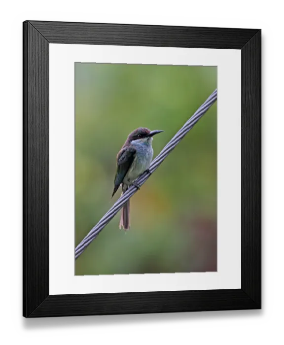 Framed Print : Blue-throated Bee-eater (Merops viridis viridis) immature, perched on wire, Taman Negara N. P Framed Print : Blue-throated Bee-eater (Merops viridis viridis) immature, perched on wire, Taman Negara N. P