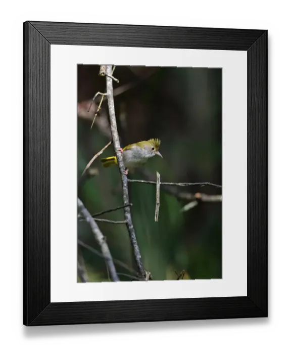Framed Print : White-bellied Yuhina (Erpornis zantholeuca) adult, perched on twig, Taman Negara N. P Framed Print : White-bellied Yuhina (Erpornis zantholeuca) adult, perched on twig, Taman Negara N. P