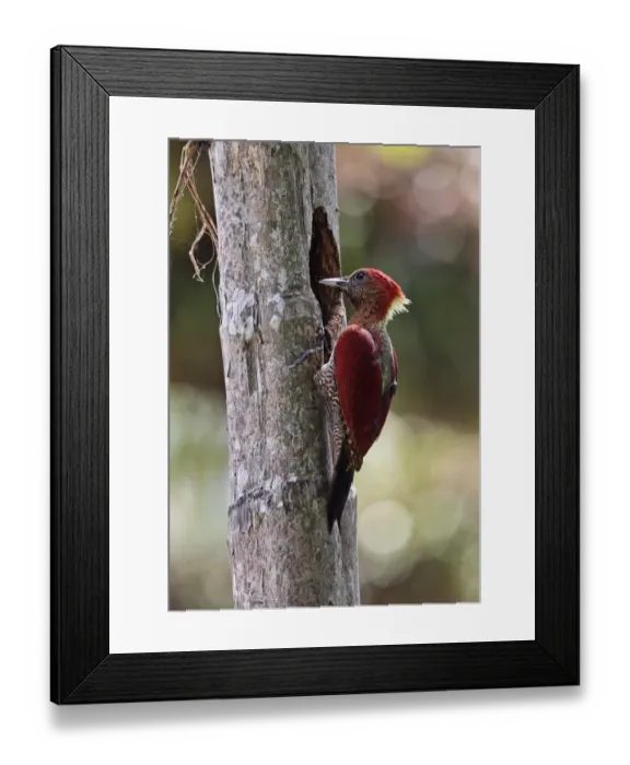 Framed Print : Banded Woodpecker (Picus miniaceus malaccensis) adult female, at nesthole in tree trunk, Taman Negara N. P Framed Print : Banded Woodpecker (Picus miniaceus malaccensis) adult female, at nesthole in tree trunk, Taman Negara N. P