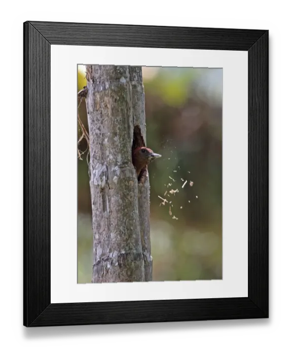 Framed Print : Banded Woodpecker (Picus miniaceus malaccensis) adult female, excavating nesthole in tree trunk, Taman Negara N. P Framed Print : Banded Woodpecker (Picus miniaceus malaccensis) adult female, excavating nesthole in tree trunk, Taman Negara N. P