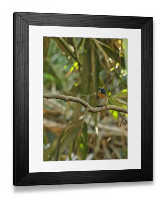 Framed Print : Malaysian Blue-flycatcher (Cyornis turcosus rupatensis) adult female, perched on branch, Taman Negara N. P Framed Print : Malaysian Blue-flycatcher (Cyornis turcosus rupatensis) adult female, perched on branch, Taman Negara N. P
