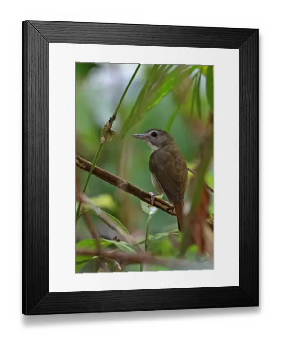 Framed Print : Moustached Babbler (Malacopteron magnirostre magnirostre) adult, perched on twig, Taman Negara N. P Framed Print : Moustached Babbler (Malacopteron magnirostre magnirostre) adult, perched on twig, Taman Negara N. P