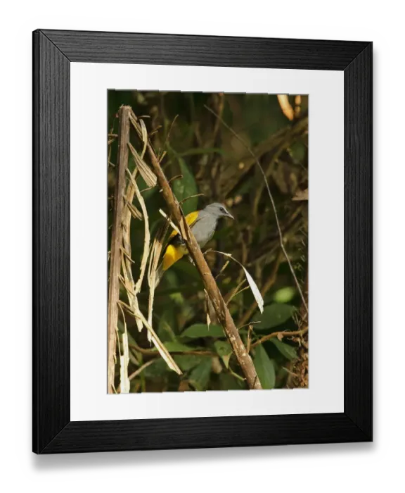 Framed Print : Grey-bellied Bulbul (Pycnonotus cyaniventris cyaniventris) adult, perched on branch, Taman Negara N. P Framed Print : Grey-bellied Bulbul (Pycnonotus cyaniventris cyaniventris) adult, perched on branch, Taman Negara N. P