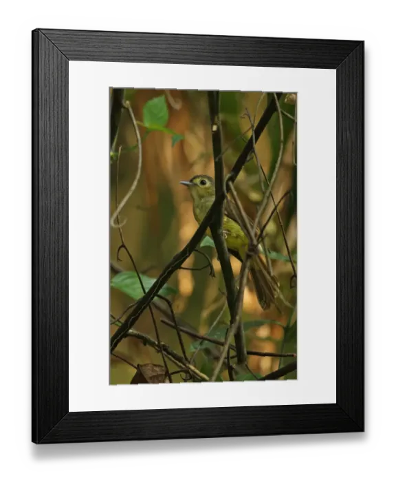 Framed Print : Hairy-backed Bulbul (Tricholestes criniger criniger) adult, perched on twig, Taman Negara N. P Framed Print : Hairy-backed Bulbul (Tricholestes criniger criniger) adult, perched on twig, Taman Negara N. P