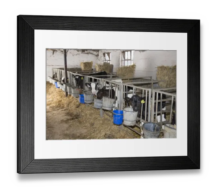 Framed Print : Domestic Cattle, Holstein, calves, standing in calf pens on dairy farm, Cheshire, England, February Framed Print : Domestic Cattle, Holstein, calves, standing in calf pens on dairy farm, Cheshire, England, February