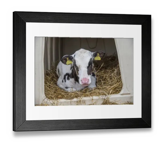 Framed Print : Domestic Cattle, Holstein, calf, resting on straw bedding in calf hutch, Preston, Lancashire, England, March