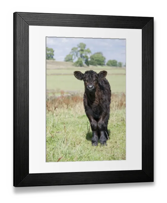 Framed Print : Domestic Cattle, Galloway calf, standing in pasture, England, August Framed Print : Domestic Cattle, Galloway calf, standing in pasture, England, August