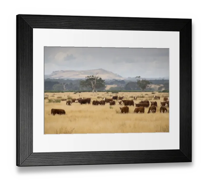Framed Print : Domestic Cattle, Hereford beef herd, grazing in dry grass, Buninyong, Victoria, Australia, February