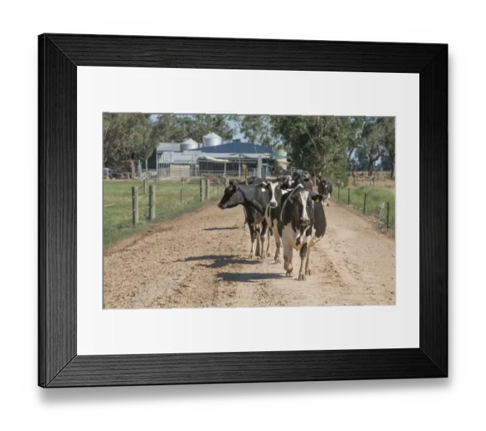 Framed Print : Domestic Cattle, dairy cows, herd leaving rotary milking parlour to return to fields, Cobram, Victoria, Australia Framed Print : Domestic Cattle, dairy cows, herd leaving rotary milking parlour to return to fields, Cobram, Victoria, Australia