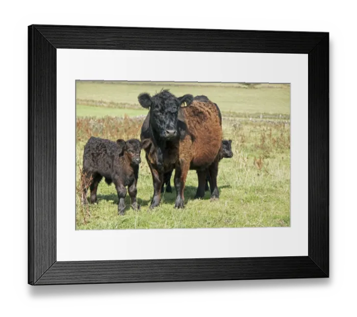 Framed Print : Domestic Cattle, Galloway cow with calves, standing in pasture, England, August Framed Print : Domestic Cattle, Galloway cow with calves, standing in pasture, England, August