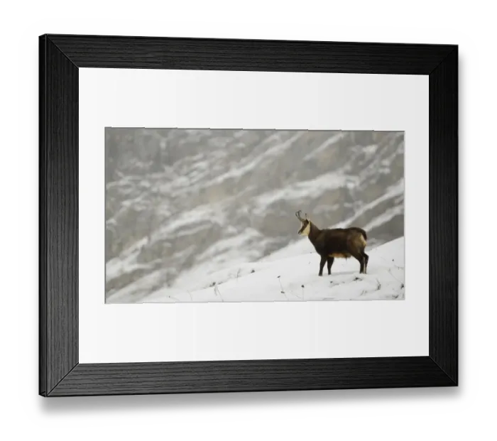 Framed Print : Alpine Chamois (Rupicapra rupicapra) adult, standing on snow in mountain habitat during snowfall, Gran Paradiso N. P Framed Print : Alpine Chamois (Rupicapra rupicapra) adult, standing on snow in mountain habitat during snowfall, Gran Paradiso N. P