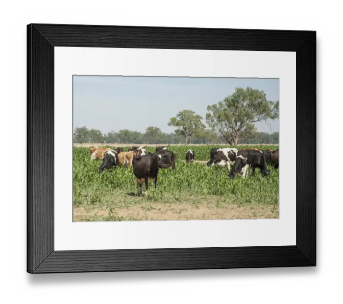 Framed Print : Domestic Cattle, dairy cows, herd grazing on sorghum, Cobram, Victoria, Australia, February