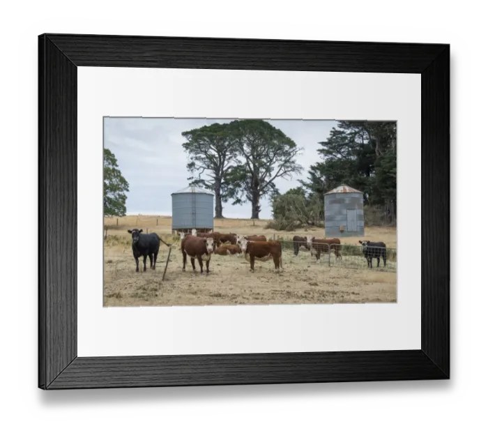 Framed Print : Domestic Cattle, Hereford beef herd, standing in dry pasture with hay feed and silos, Daylesford, Victoria, Australia Framed Print : Domestic Cattle, Hereford beef herd, standing in dry pasture with hay feed and silos, Daylesford, Victoria, Australia