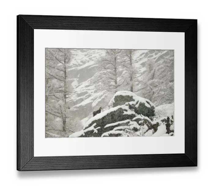 Framed Print : Alpine Chamois (Rupicapra rupicapra) three adults, amongst snow covered rocks in mountain forest habitat during Framed Print : Alpine Chamois (Rupicapra rupicapra) three adults, amongst snow covered rocks in mountain forest habitat during