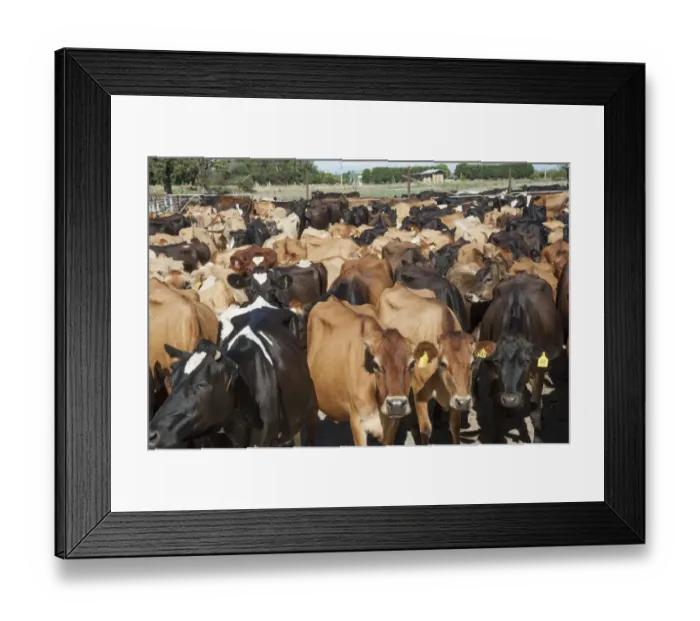 Framed Print : Domestic Cattle, Jersey and Jersey crossbreed dairy cows, herd coming in for milking, Cobram, Victoria, Australia Framed Print : Domestic Cattle, Jersey and Jersey crossbreed dairy cows, herd coming in for milking, Cobram, Victoria, Australia