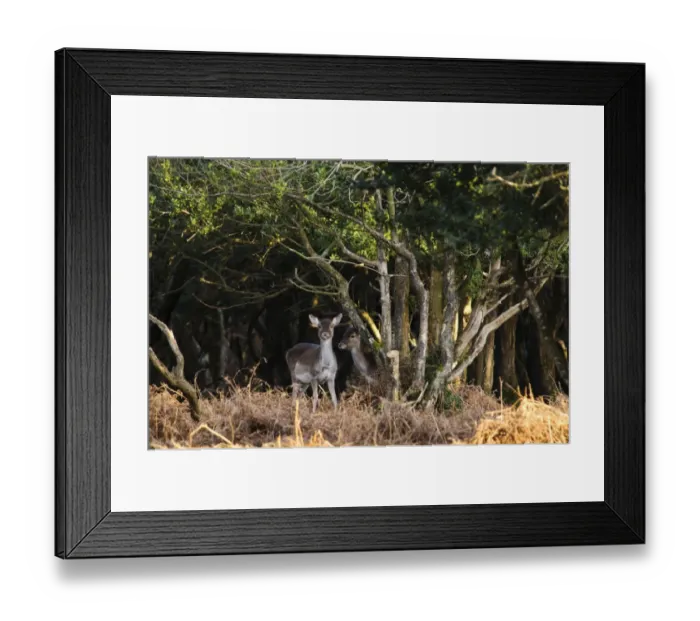 Framed Print : Fallow Deer (Dama dama) two fawns, peering out from amongst European Holly (Ilex aquifolium) trees in dense woodland Framed Print : Fallow Deer (Dama dama) two fawns, peering out from amongst European Holly (Ilex aquifolium) trees in dense woodland