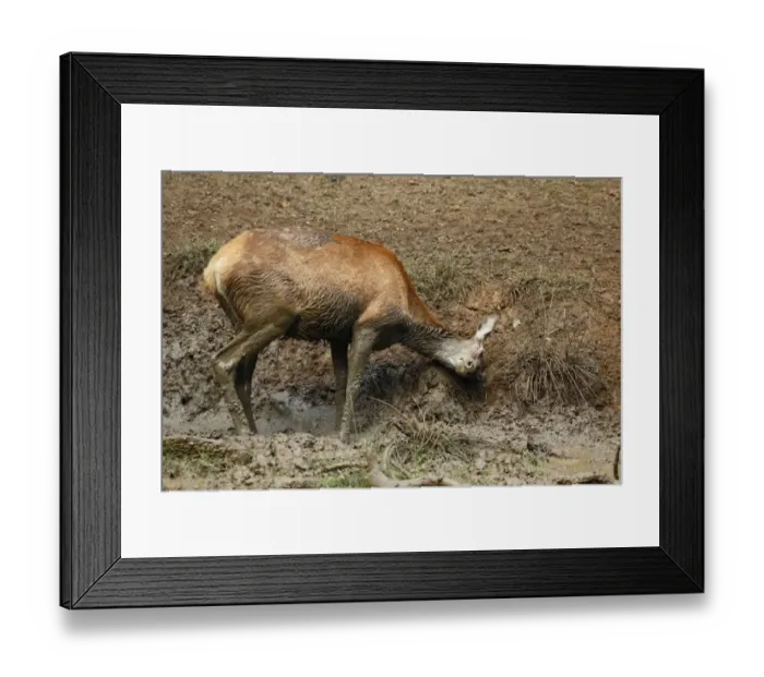 Framed Print : Red Deer (Cervus elaphus) hind, wallowing in mud during rutting season, Richmond Park, Surrey, England, September Framed Print : Red Deer (Cervus elaphus) hind, wallowing in mud during rutting season, Richmond Park, Surrey, England, September