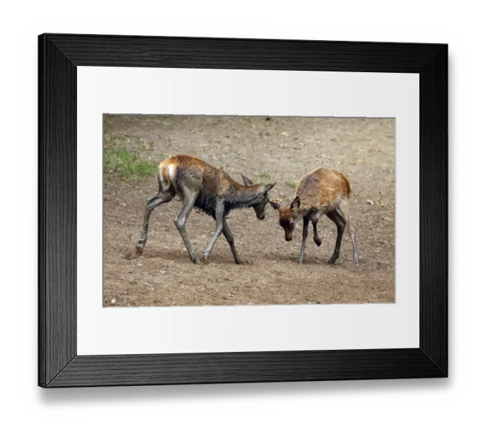 Framed Print : Red Deer (Cervus elaphus) two calves, playing during rutting season, Richmond Park, Surrey, England, September Framed Print : Red Deer (Cervus elaphus) two calves, playing during rutting season, Richmond Park, Surrey, England, September