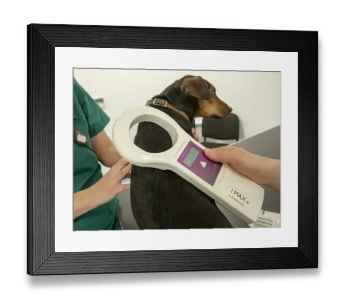 Framed Print : Domestic Dog, mongrel, adult, being scanned for microchip by vet at veterinary surgery, England, February Framed Print : Domestic Dog, mongrel, adult, being scanned for microchip by vet at veterinary surgery, England, February