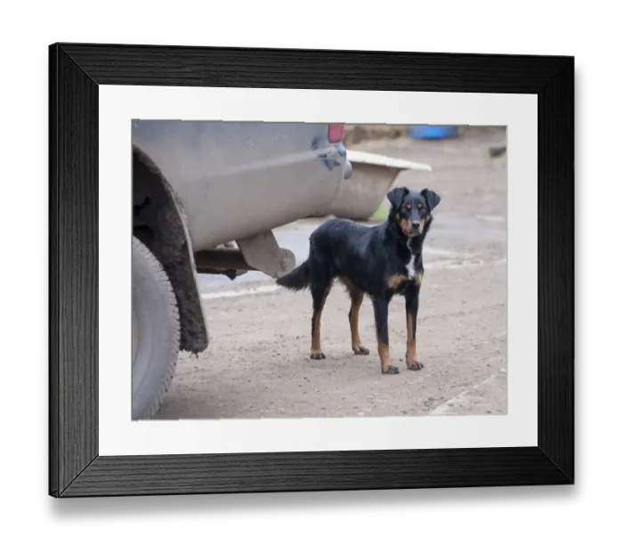 Framed Print : Domestic Dog, Huntaway, adult, standing beside vehicle on farm, Shropshire, England, April Framed Print : Domestic Dog, Huntaway, adult, standing beside vehicle on farm, Shropshire, England, April