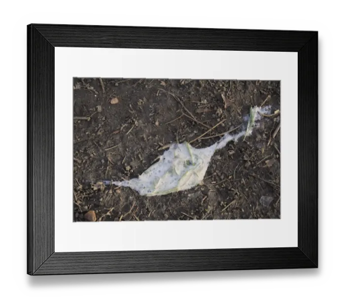 Framed Print : Domestic Dog, grass chewed and regurgitated with mucus, on path in woodland, Vicarage Plantation, Mendlesham, Suffolk