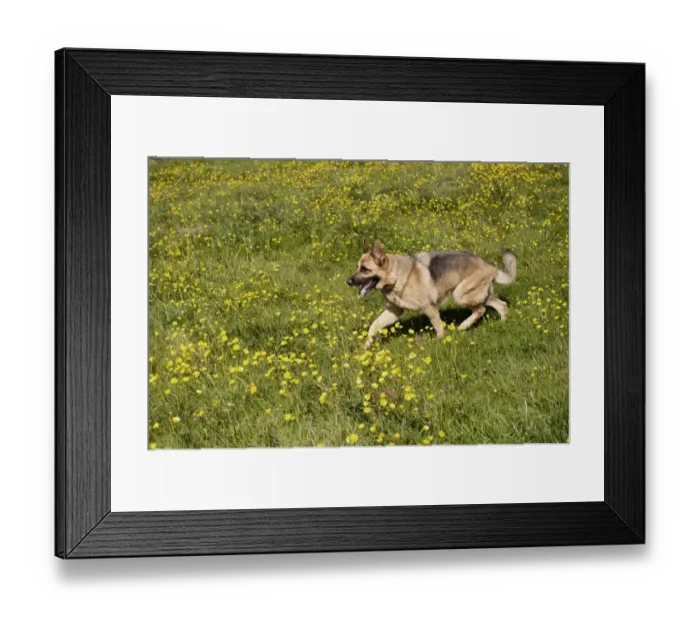 Framed Print : Domestic Dog, German Shepherd Dog, adult, walking in field with flowering buttercups, England, June Framed Print : Domestic Dog, German Shepherd Dog, adult, walking in field with flowering buttercups, England, June