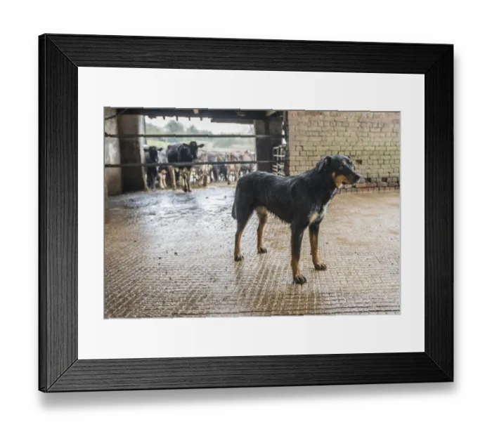 Framed Print : Domestic Dog, Huntaway, adult, standing in milking parlour collecting yard on farm, Shropshire, England, April Framed Print : Domestic Dog, Huntaway, adult, standing in milking parlour collecting yard on farm, Shropshire, England, April