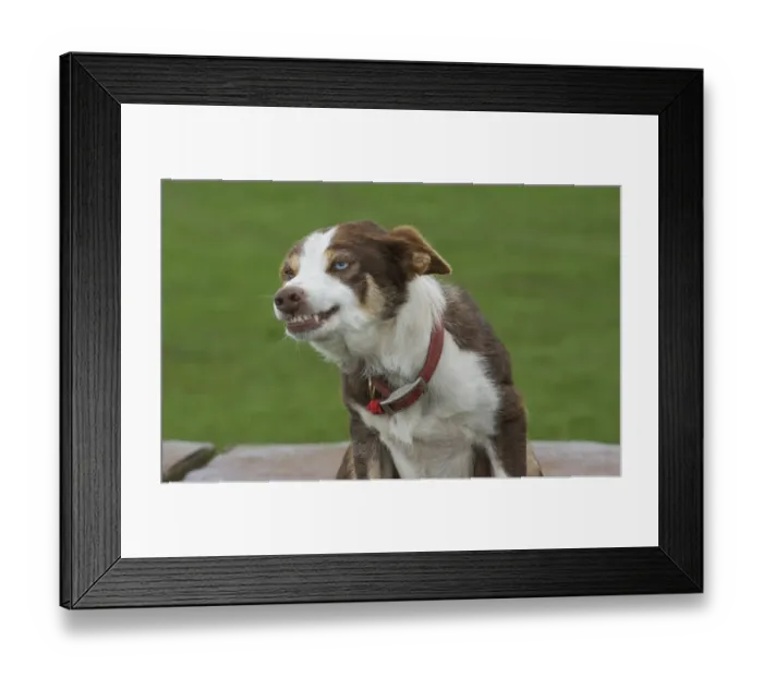 Framed Print : Domestic Dog, Border Collie, brown and white, adult, close-up of head and chest, smiling, Cumbria, England, March Framed Print : Domestic Dog, Border Collie, brown and white, adult, close-up of head and chest, smiling, Cumbria, England, March