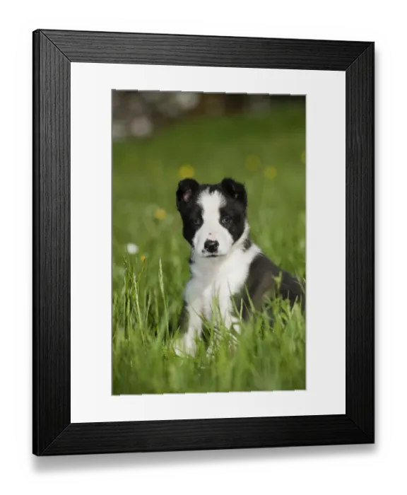 Framed Print : Domestic Dog, Border Collie, puppy, sitting in meadow, Cumbria, England, June Framed Print : Domestic Dog, Border Collie, puppy, sitting in meadow, Cumbria, England, June