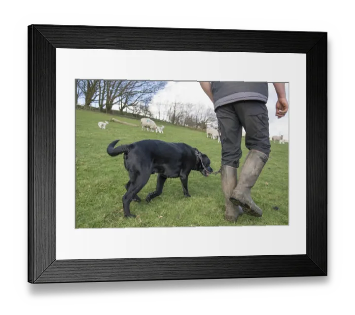 Framed Print : Domestic Dog, Black Labrador Retriever, adult, being walked in field with sheep, Chipping, Preston, Lancashire Framed Print : Domestic Dog, Black Labrador Retriever, adult, being walked in field with sheep, Chipping, Preston, Lancashire