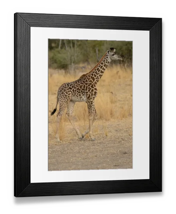 Framed Print : Thornicrofts Giraffe (Giraffa camelopardalis thornicrofti) immature male, walking, South Luangwa N. P. Zambia, June Framed Print : Thornicrofts Giraffe (Giraffa camelopardalis thornicrofti) immature male, walking, South Luangwa N. P. Zambia, June