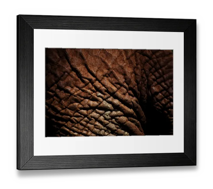 Framed Print : African Elephant (Loxodonta africana) adult, close-up of skin, Kenya, January