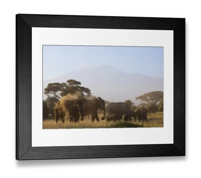Framed Print : African Elephant (Loxodonta africana) adult females and calves, herd dustbathing and feeding Framed Print : African Elephant (Loxodonta africana) adult females and calves, herd dustbathing and feeding