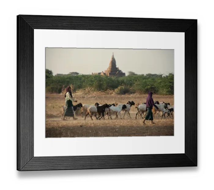 Framed Print : Domestic Goat, herd, with goatherders and Buddhist temple in distance, Bagan, Mandalay Region, Myanmar, January