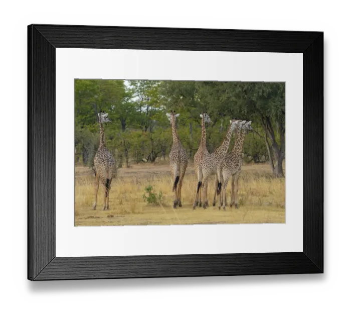 Framed Print : Thornicrofts Giraffe (Giraffa camelopardalis thornicrofti) six adults, standing in woodland savannah Framed Print : Thornicrofts Giraffe (Giraffa camelopardalis thornicrofti) six adults, standing in woodland savannah