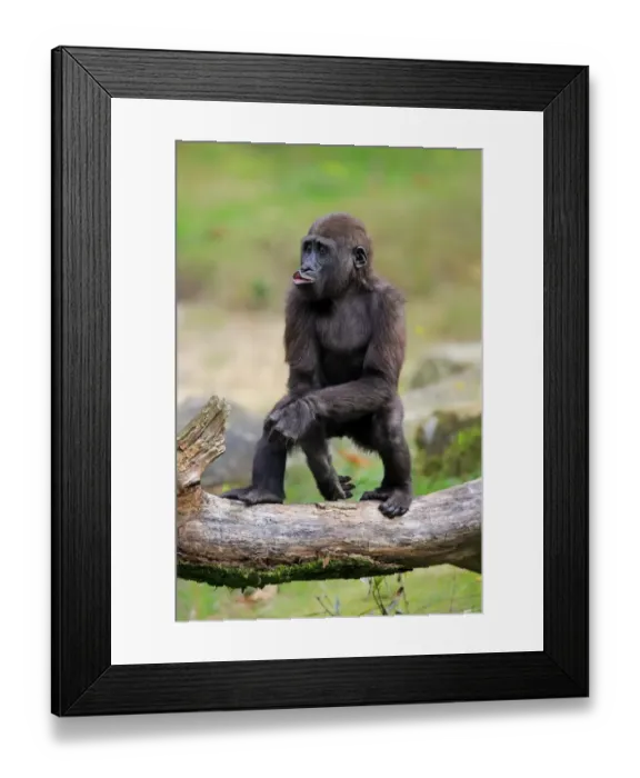 Framed Print : Western Lowland Gorilla (Gorilla gorilla gorilla) young, pouting, standing on branch (captive) Framed Print : Western Lowland Gorilla (Gorilla gorilla gorilla) young, pouting, standing on branch (captive)