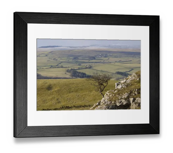 Framed Print : View of upland with bare hawthorn tree growing from limestone outcrop, Common Scars, Yorkshire Dales N. P