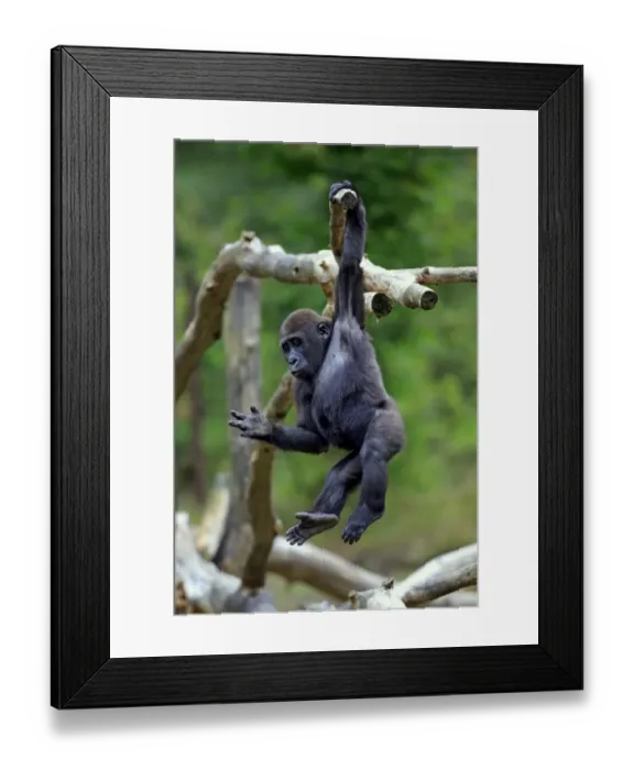 Framed Print : Western Lowland Gorilla (Gorilla gorilla gorilla) young, hanging from branch (captive)